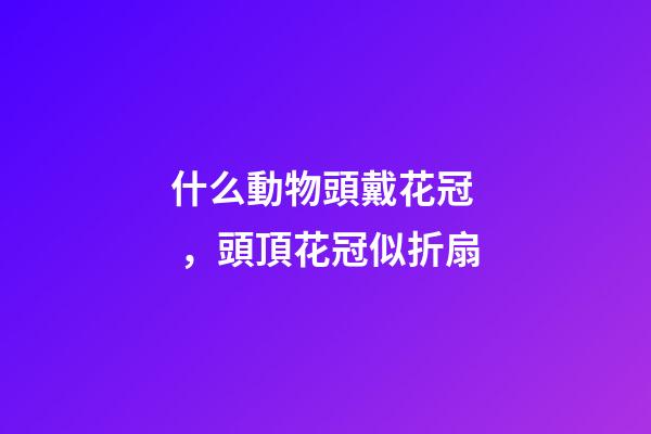 什么動物頭戴花冠，頭頂花冠似折扇-第1張-觀點-玄機派